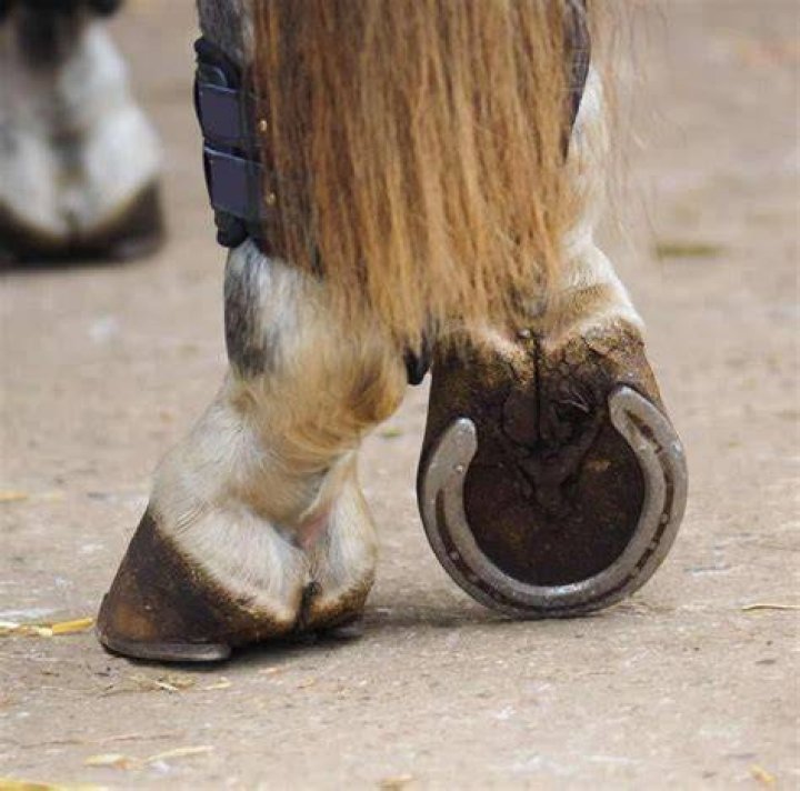 What do you put on horses feet?