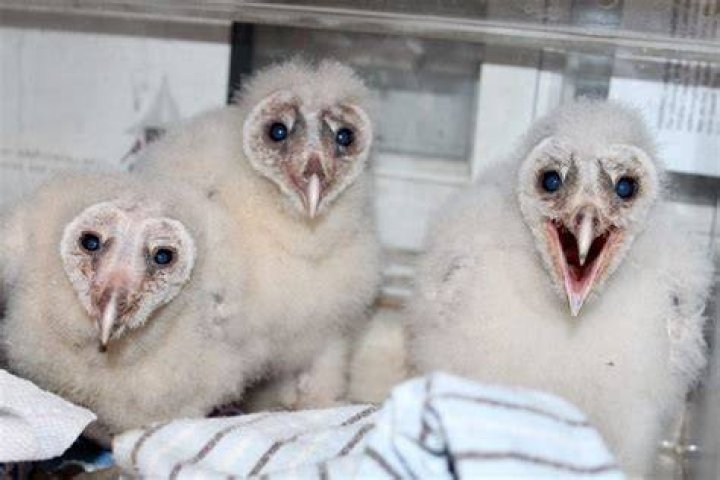 What does a baby barn owl look like?