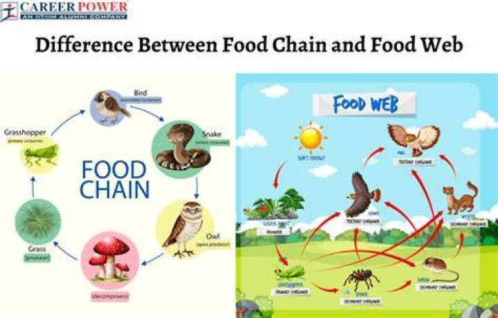 What does a lion eat in a food web?