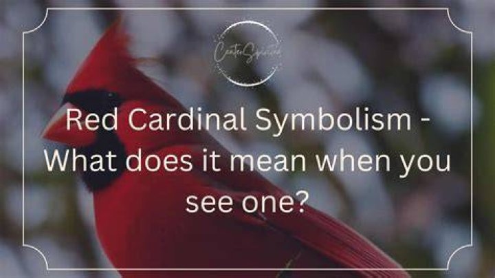 What does a red cardinal symbolize in love?
