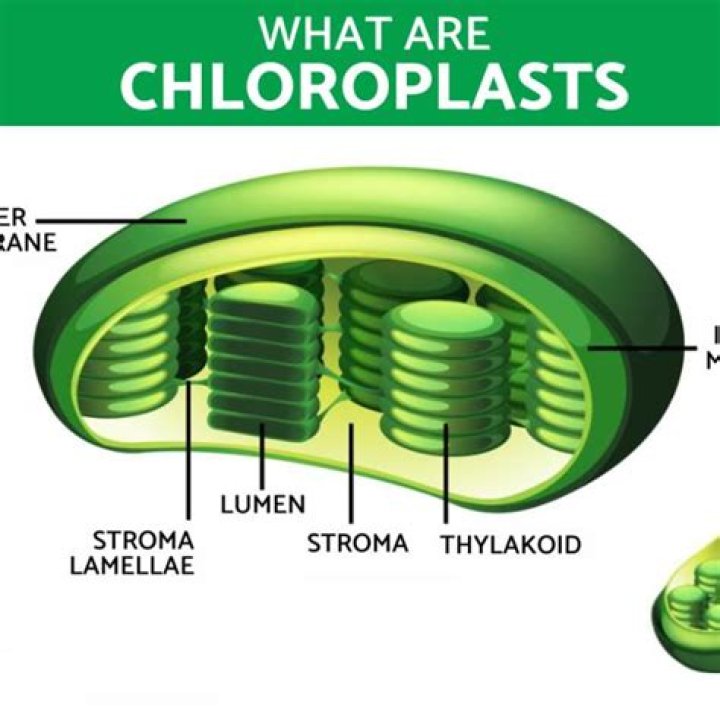 What does chloroplast look like for kids?