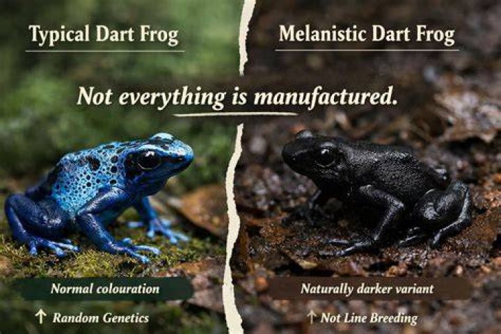 What does Dendrobates mean in English?