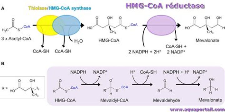 What does HMG-CoA do?