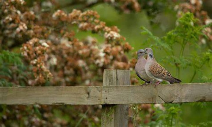 What does it mean when you see a pair of turtle doves?