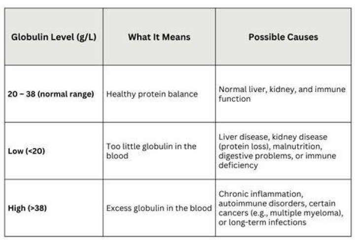What does low albumin and high globulin mean?