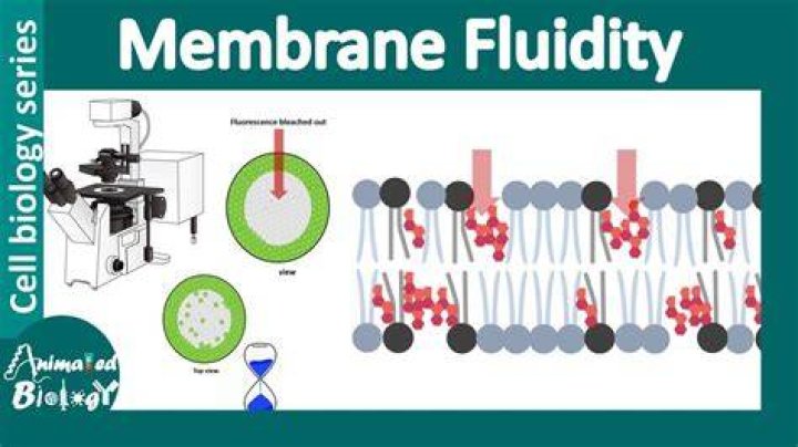 What does membrane fluidity depend on?