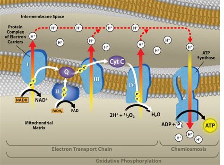 What does NADH and FADH2 do in electron transport chain?