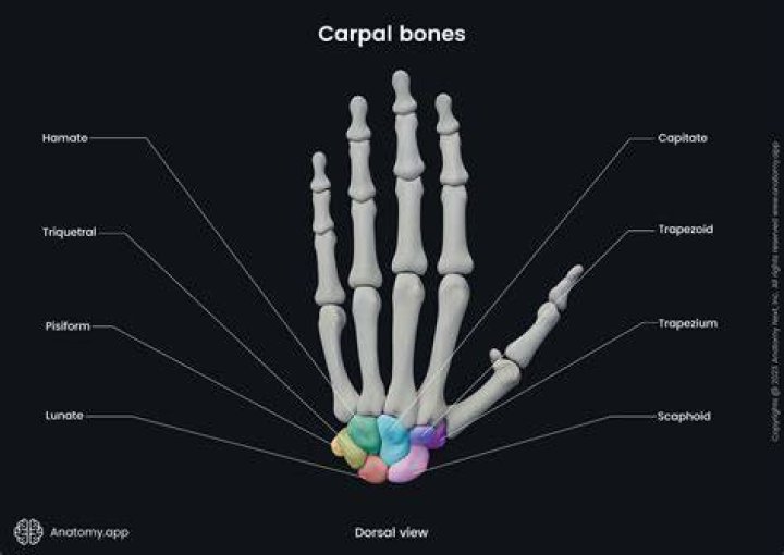 What does scaphoid mean in Latin?