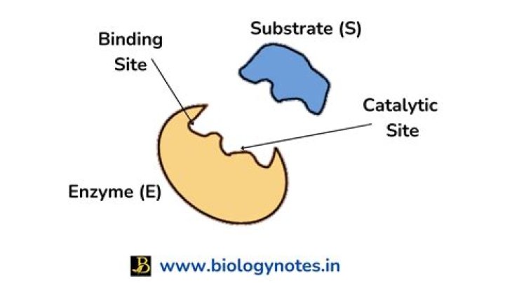 What does site binding mean?