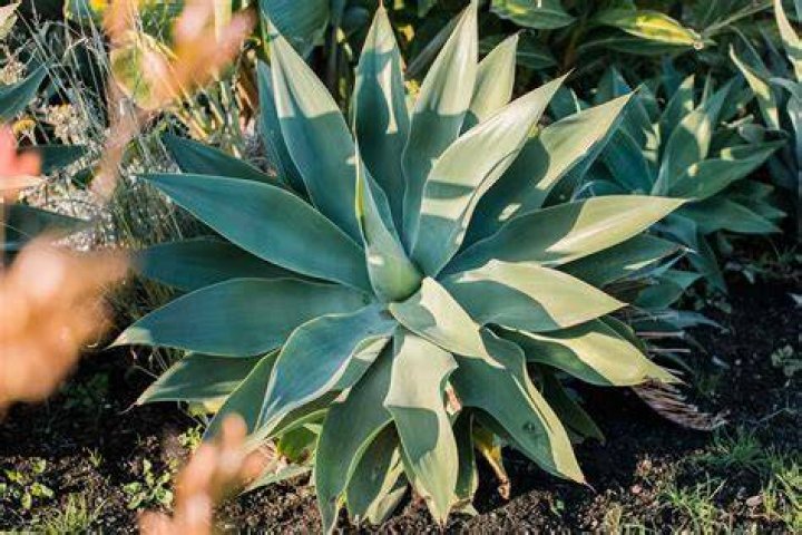 What does the agave plant symbolize?