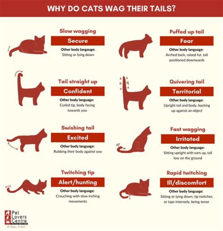 What does the cat with the waving arm mean?