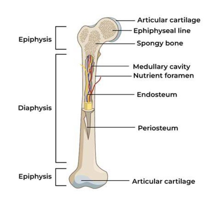 What does the epiphyseal line indicate?