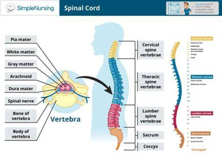 What does the vertebral column include?