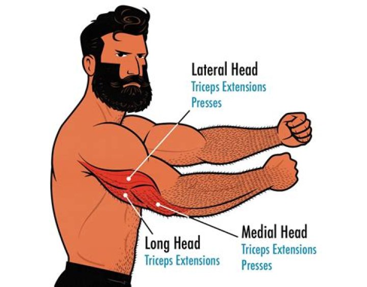 What does tricep mean in anatomy?
