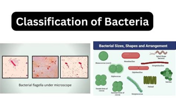 What domain is Bacteria classified in?