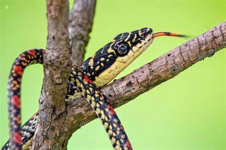 What eats a flying snake?