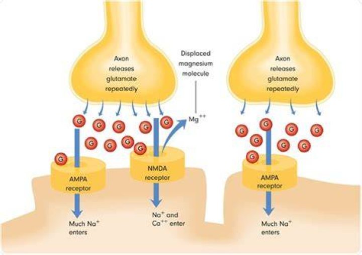 What effect does blocking NMDA receptors have on a synapse?