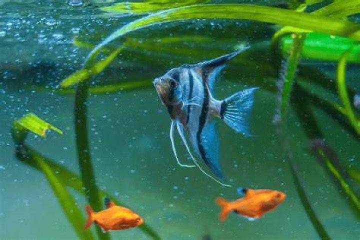 What fish can live with a eel?