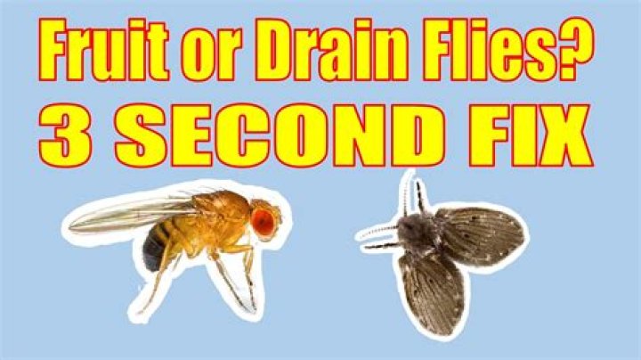 What flies do you use for redfish?