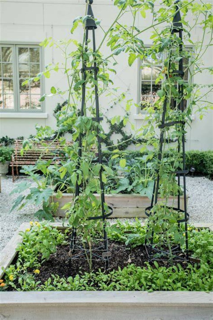 What grows on a obelisk trellis?