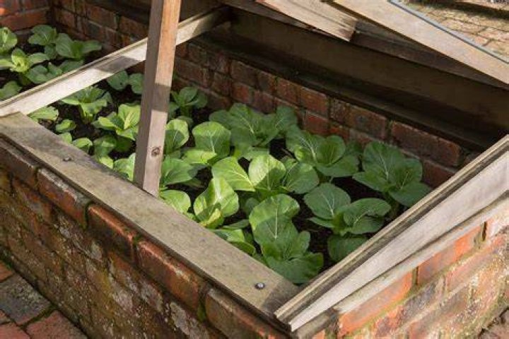 What grows well in a cold frame?