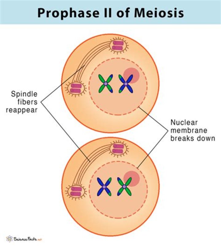What happens during prophase 2 in meiosis?