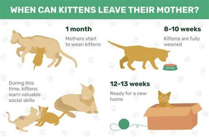 What happens if a kitten leaves its mother too soon?