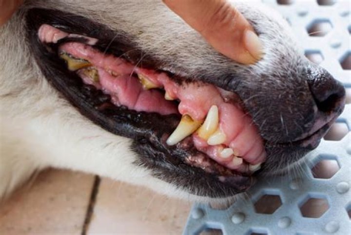 What happens if my dogs teeth are rotting?
