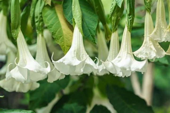 What happens if you smell Angels Trumpet?
