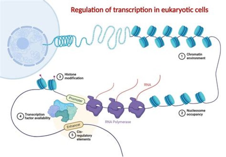 What happens in eukaryotic gene regulation?