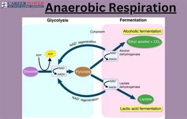 What happens to pyruvate in aerobic respiration?