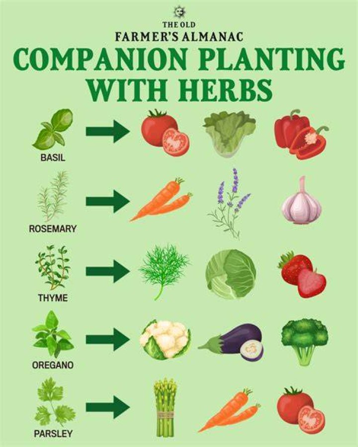 What herbs should you have at home?