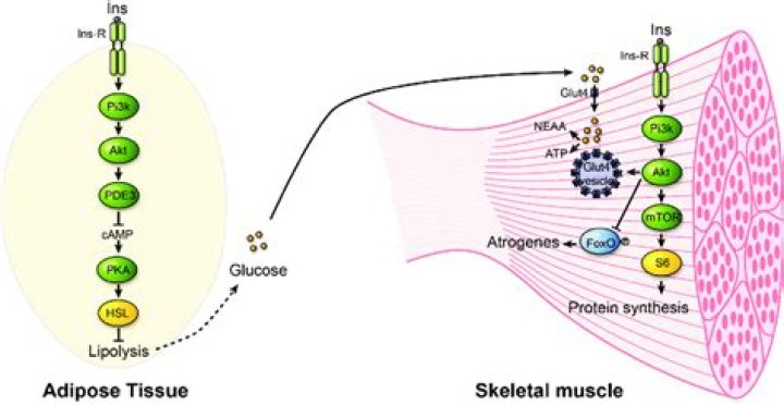 What inhibits lipolysis in adipose tissue?