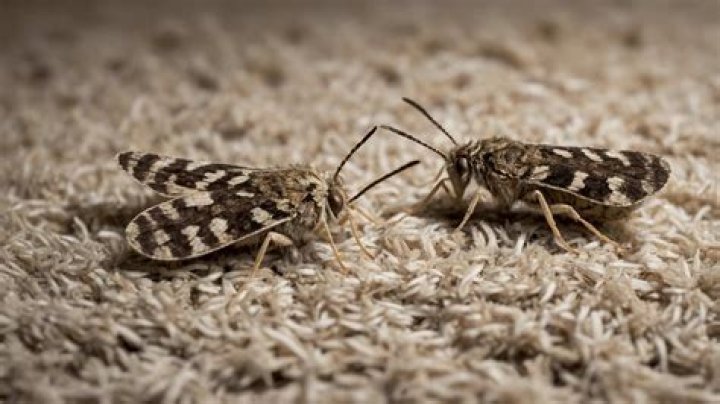 What insecticide do professionals use for ants?