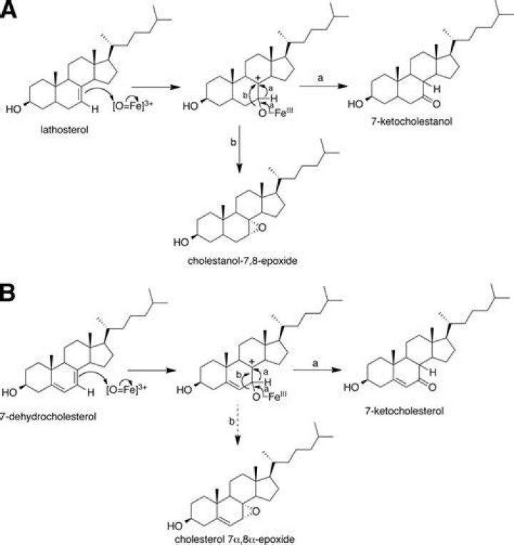 What is 7-Dehydrocholesterol converted?