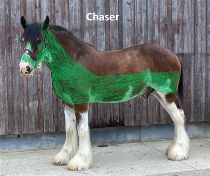 What is a chaser clip?
