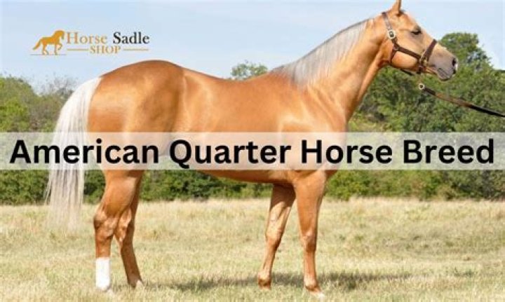 What is a good price for a quarter horse?