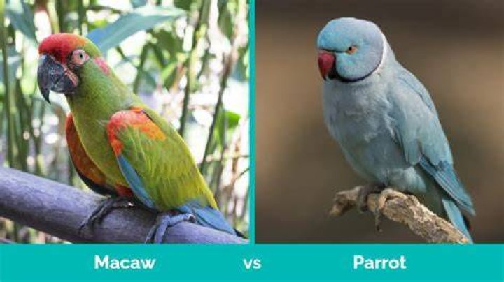 What is a parrot MKi9000?