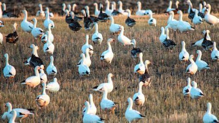 What is a Quill Lake goose?