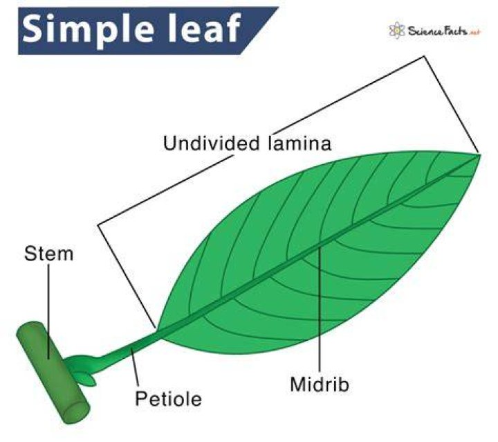 What is a simple leaf?
