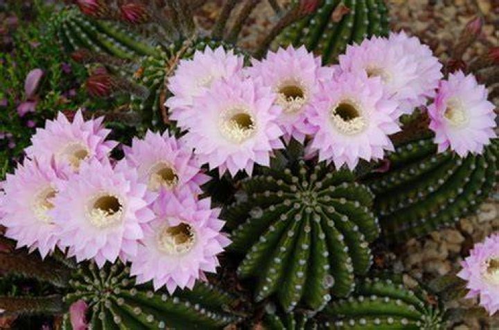 What is a strawflower cactus?