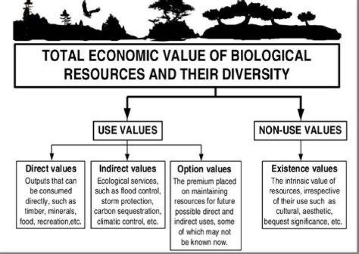 What is an example of a direct economic value of biodiversity?