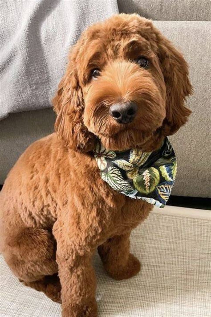 What is an F2 Labradoodle?