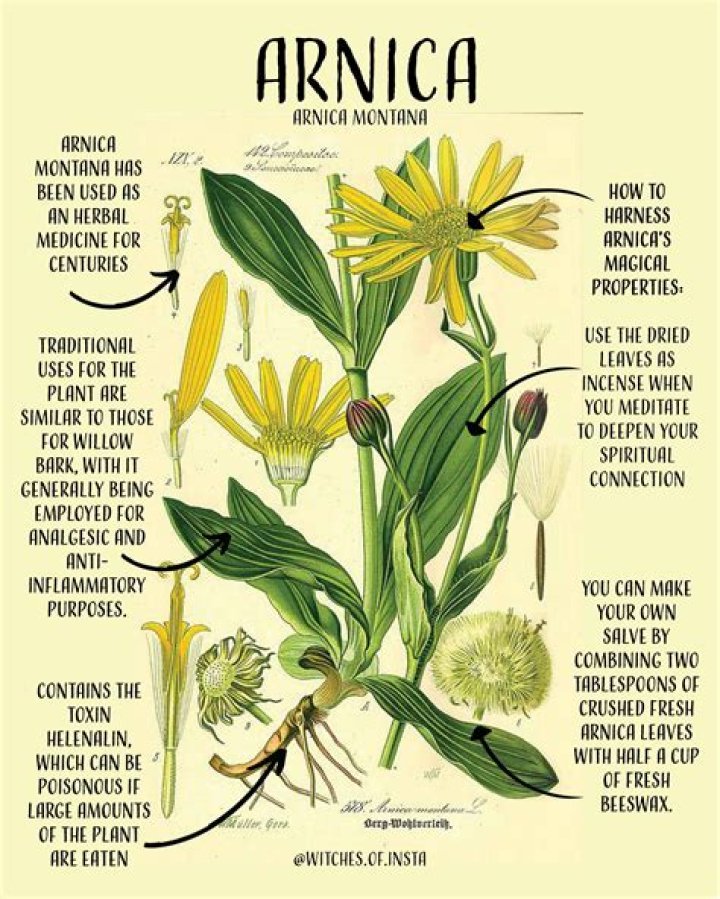 What is Arnica used for?
