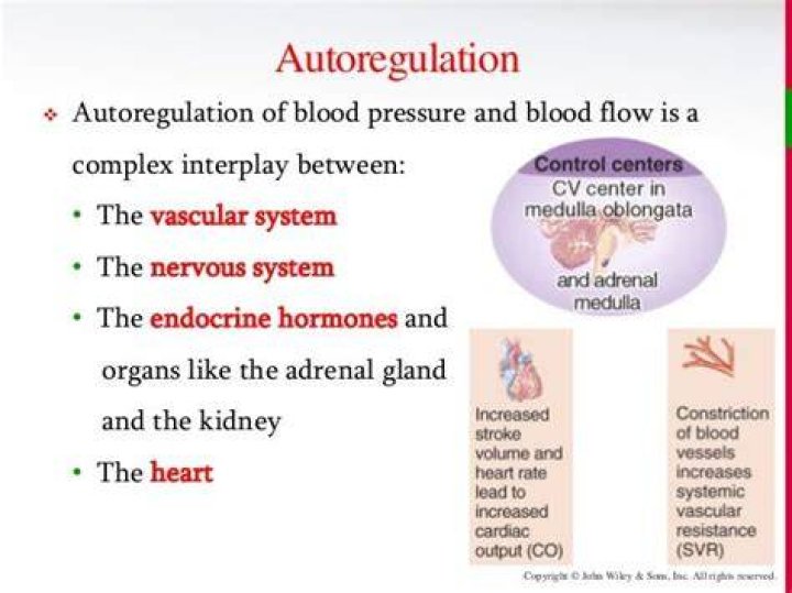 What is autoregulation of blood flow quizlet?