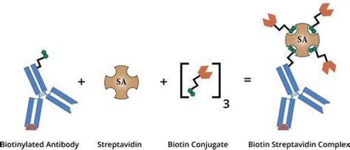 What is biotin and streptavidin?