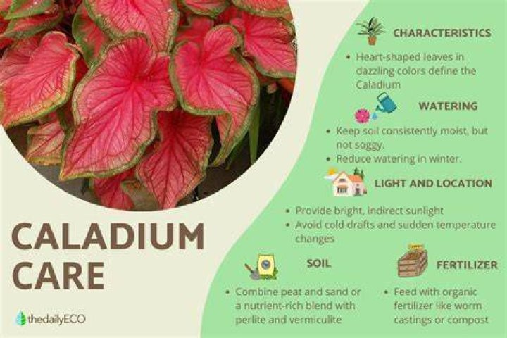 What is Caladium bicolor used for?
