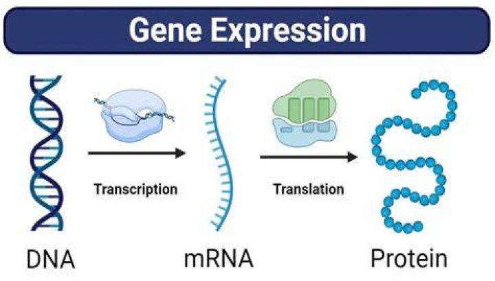 What is chromatin in gene expression?