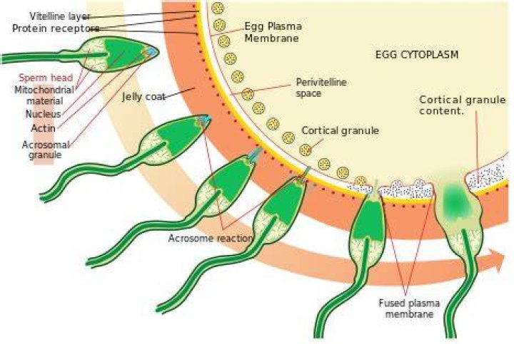 What is contained within the acrosome of the sperm quizlet?