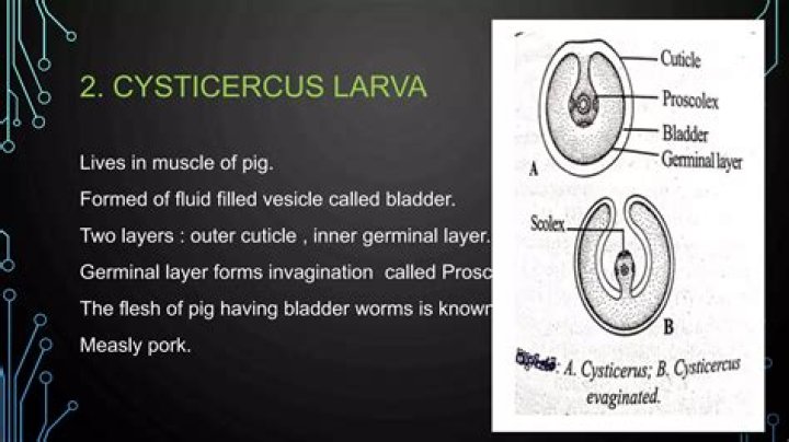 What is cysticercus larva?